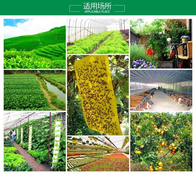 大棚果园花园专用黄板粘虫板双面特粘粘虫板诱虫板灭小飞虫