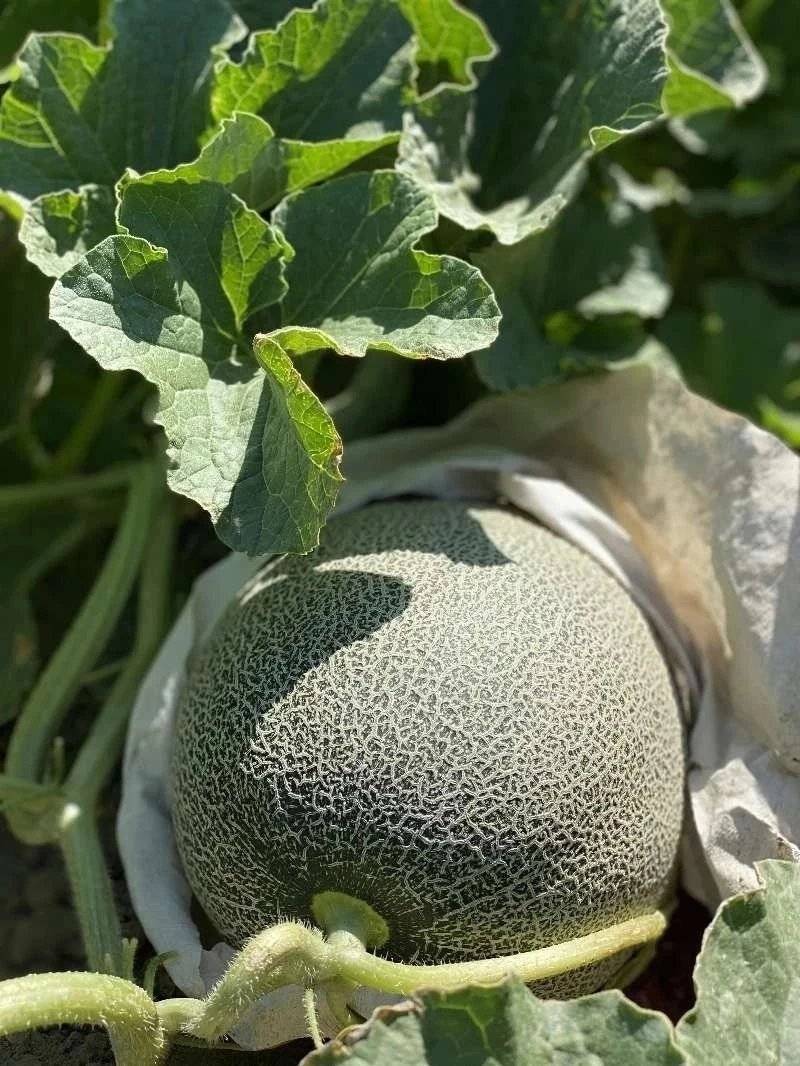 新疆沙漠西周蜜，沙漠哈密瓜，新疆沙漠甜瓜。