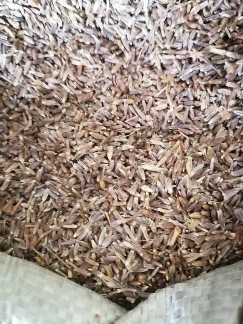 野生苍术子