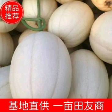 东方密甜瓜山东莘县大量上市价格便宜欢迎咨询