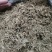 垂盆草中药材批发石指草冷背药材批发代打粉