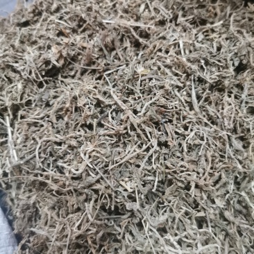 垂盆草中药材批发石指草冷背药材批发代打粉