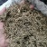 垂盆草中药材批发石指草冷背药材批发代打粉