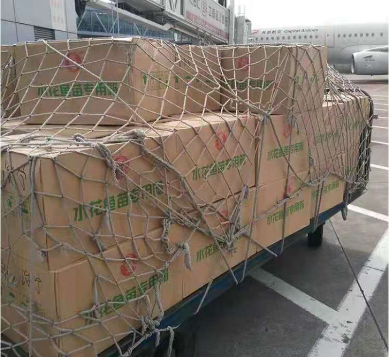 黑鱼又名乌鱼生鱼财鱼蛇鱼火头鱼繁殖力强胃口大