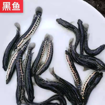 黑鱼又名乌鱼生鱼财鱼蛇鱼火头鱼繁殖力强胃口大