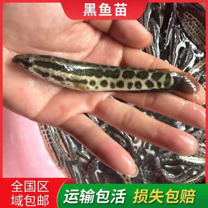 黑鱼又名乌鱼生鱼财鱼蛇鱼火头鱼繁殖力强胃口大