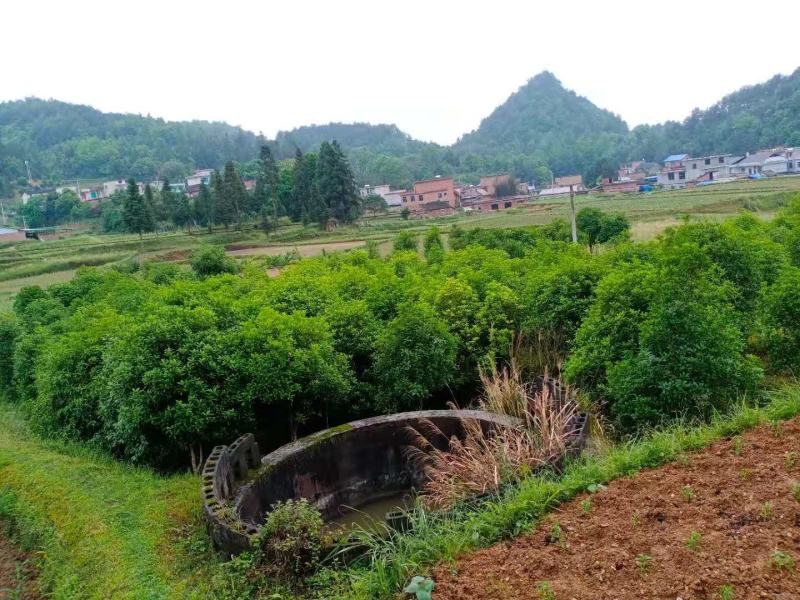 占地桂花树