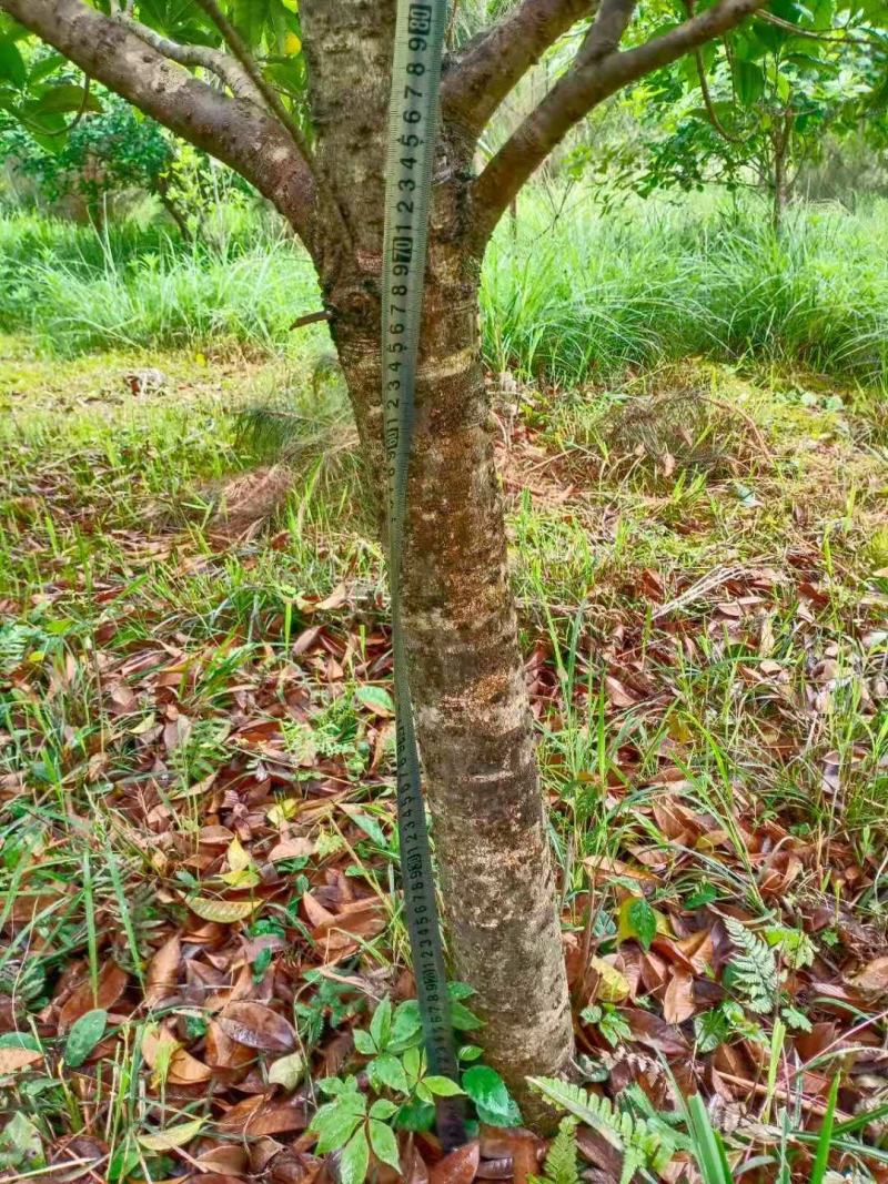占地桂花树