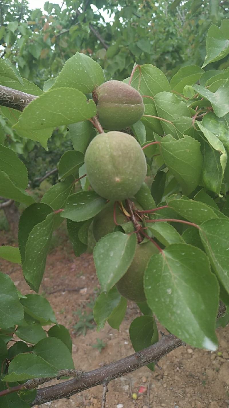 果脯杏，果浆果，食品罐头杏，大量上市，