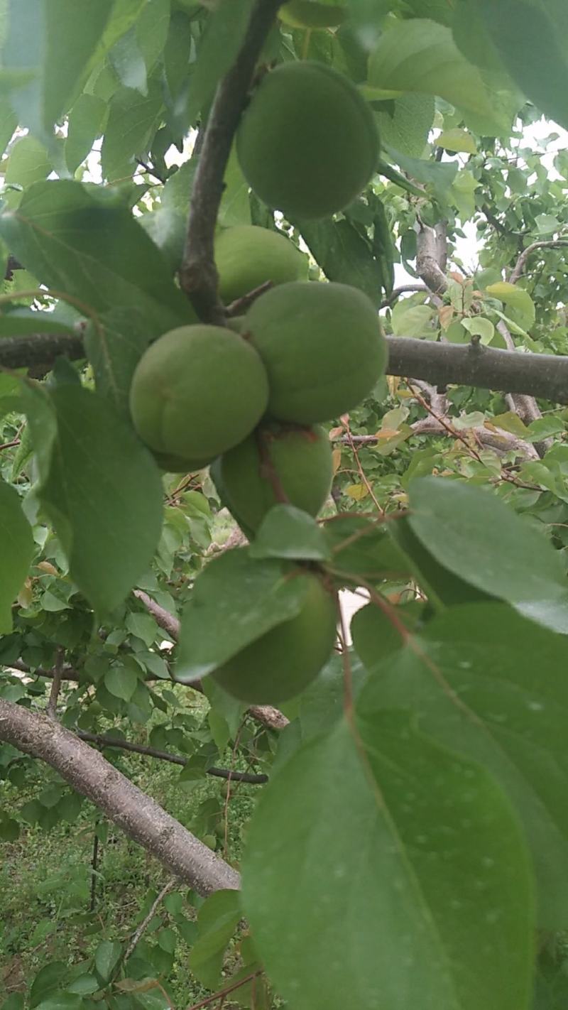 果脯杏，果浆果，食品罐头杏，大量上市，