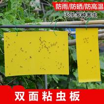 大棚果园花园专用黄板粘虫板双面特粘粘虫板诱虫板灭小飞虫