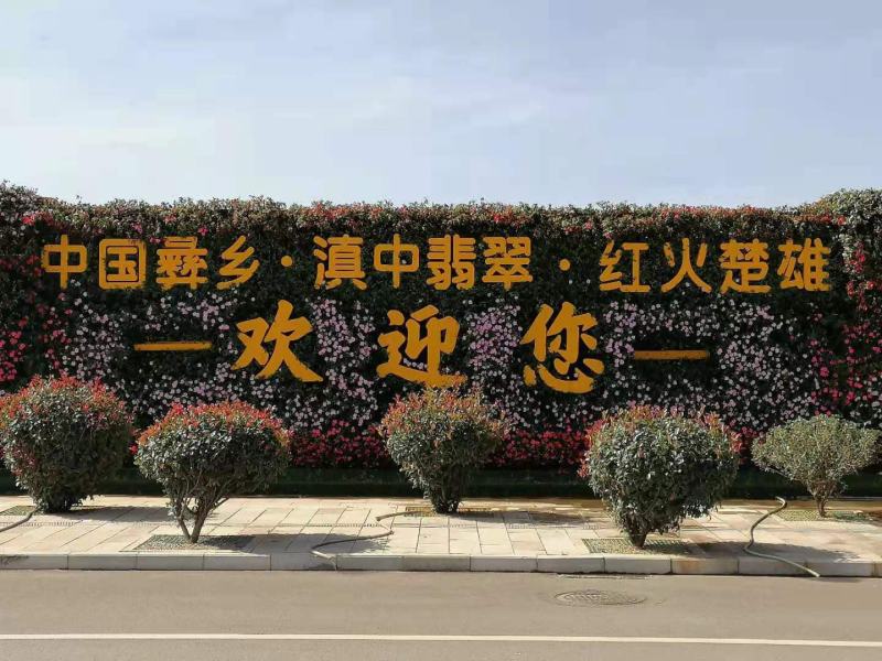 【有好货】云南松茸，顺丰空运包邮，可代发