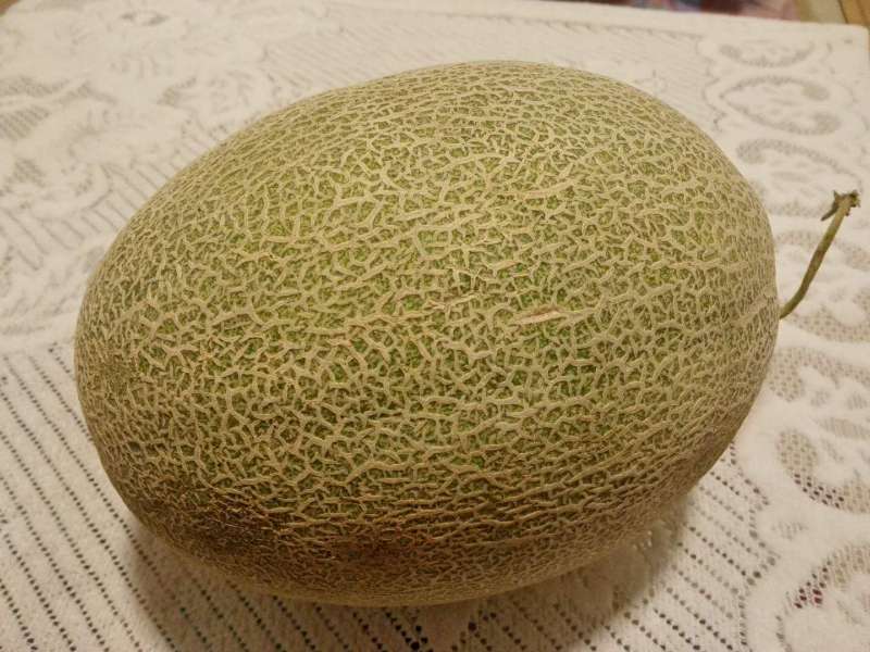新疆沙漠西周蜜，沙漠哈密瓜，新疆沙漠甜瓜。
