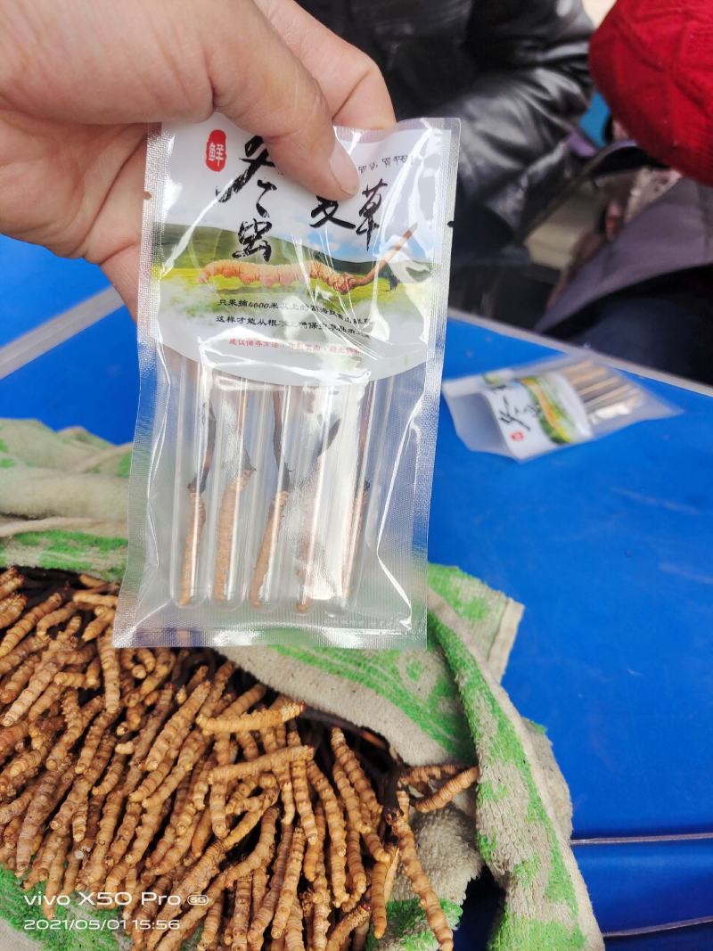 虫草，冬虫夏草，高海拔青藏高原的正宗冬虫夏草