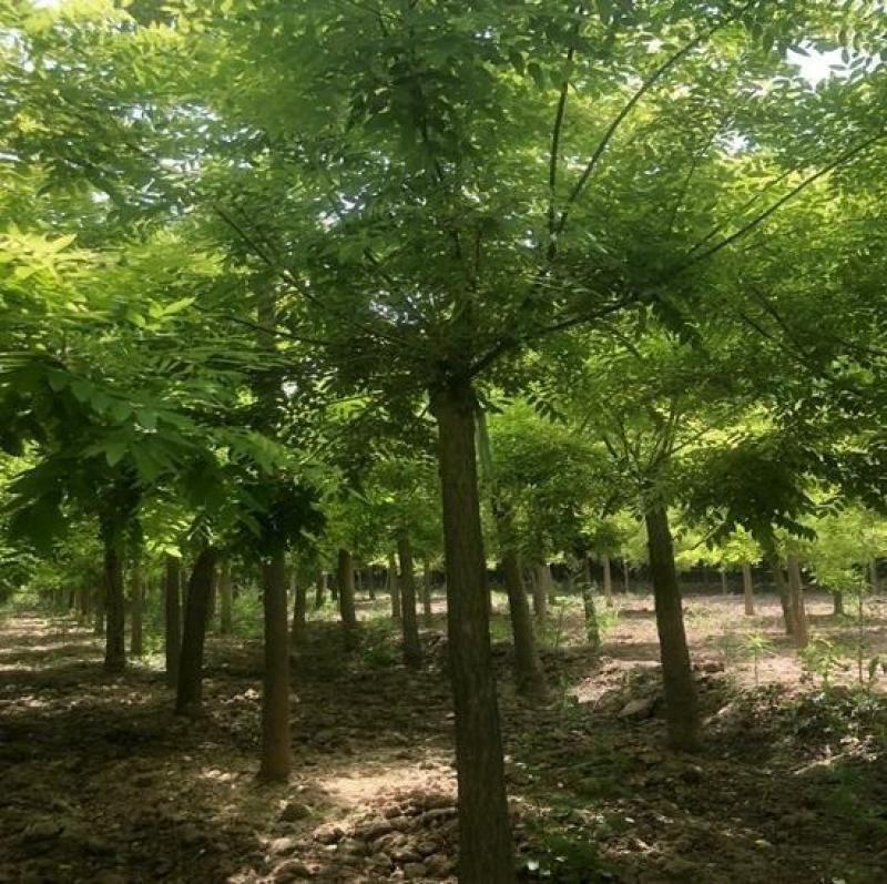 3-18公分平头发帽老国槐自家苗圃大量热卖中价格优惠质量