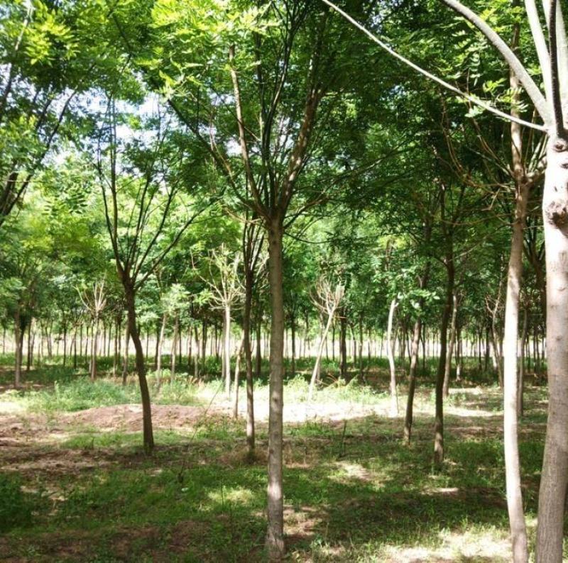 3-18公分平头发帽老国槐自家苗圃大量热卖中价格优惠质量