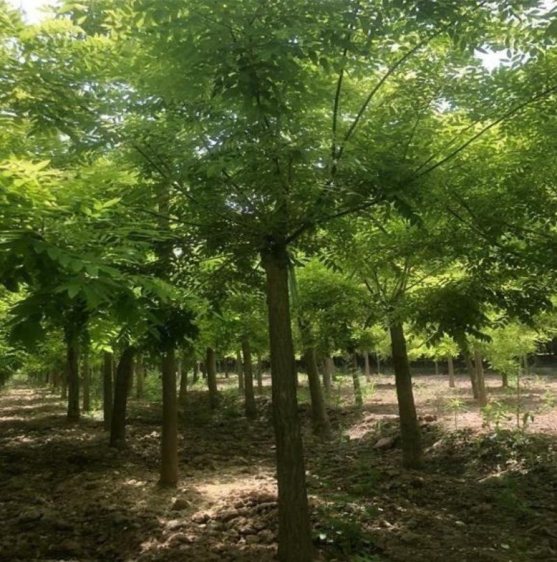 平头发帽国槐，精品国槐，自家苗圃，品质好价格低