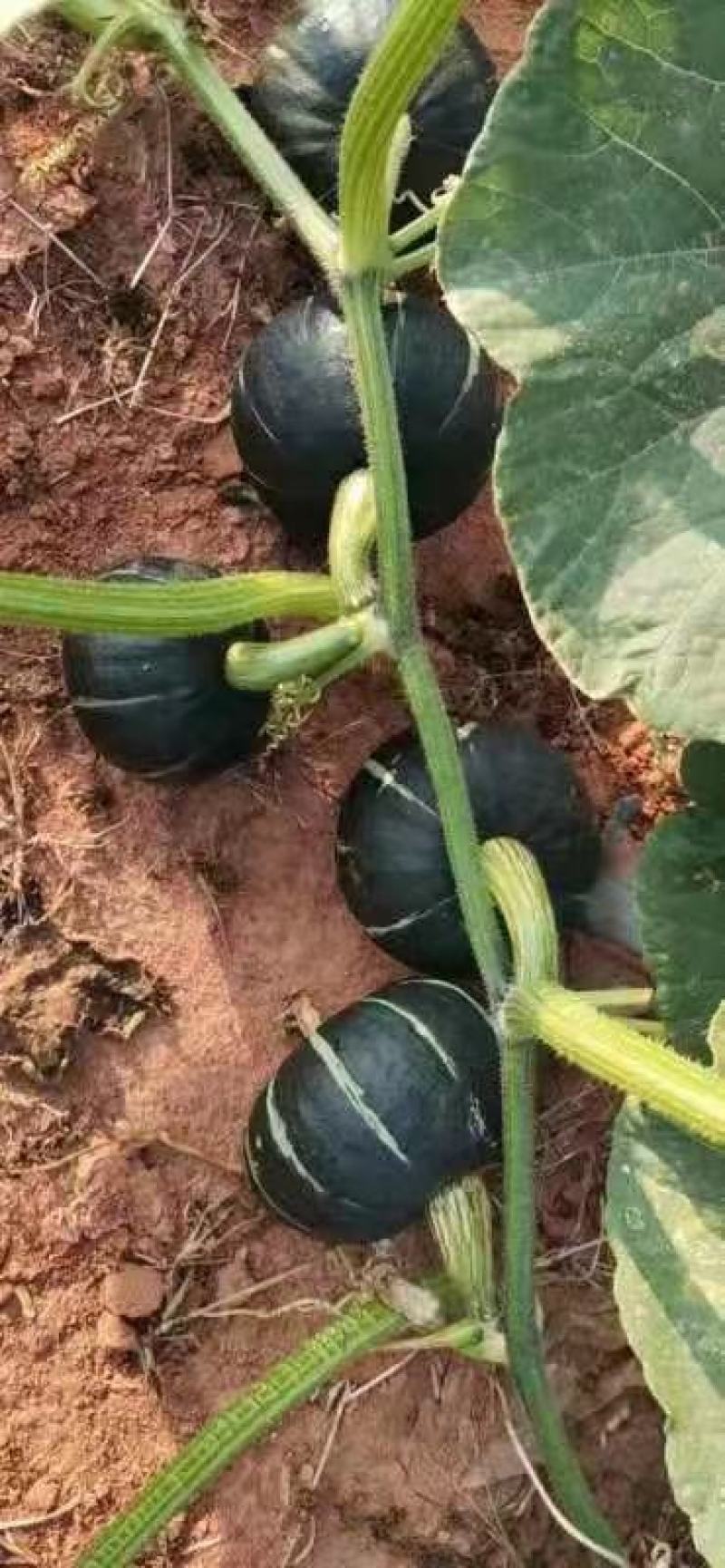 贝贝南瓜大量上市中陕西产地直发一手货源低价代发全国