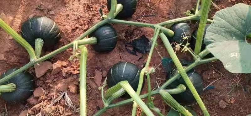 贝贝南瓜大量上市中陕西产地直发一手货源低价代发全国