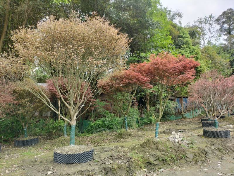 红枫价格成都红枫批发中国红枫价格苗木批发