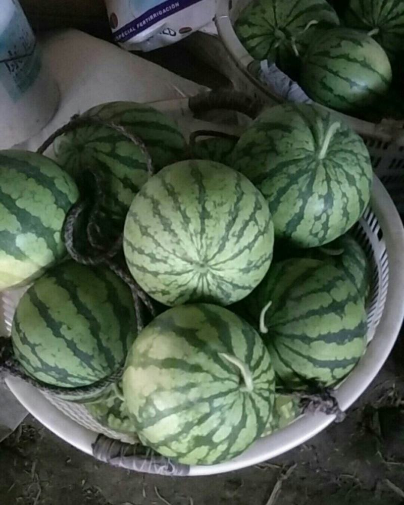 大棚西瓜美都二茬个头周正口感好皮薄大红基地直销