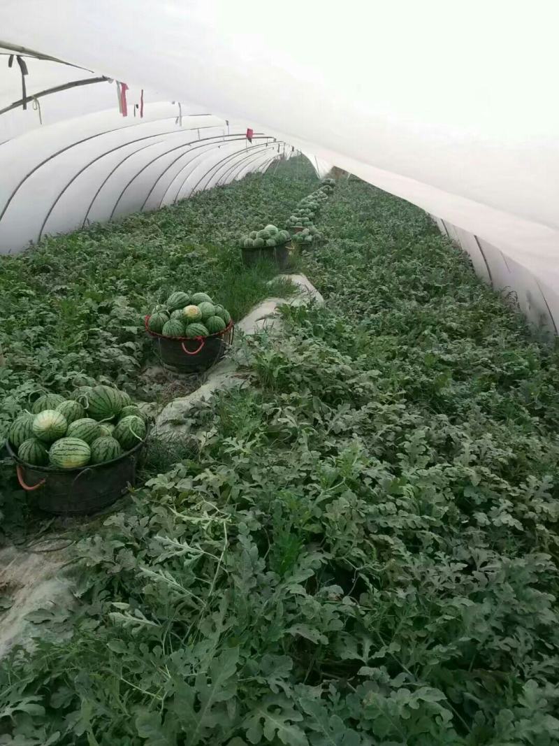 大棚西瓜美都二茬个头周正口感好皮薄大红基地直销