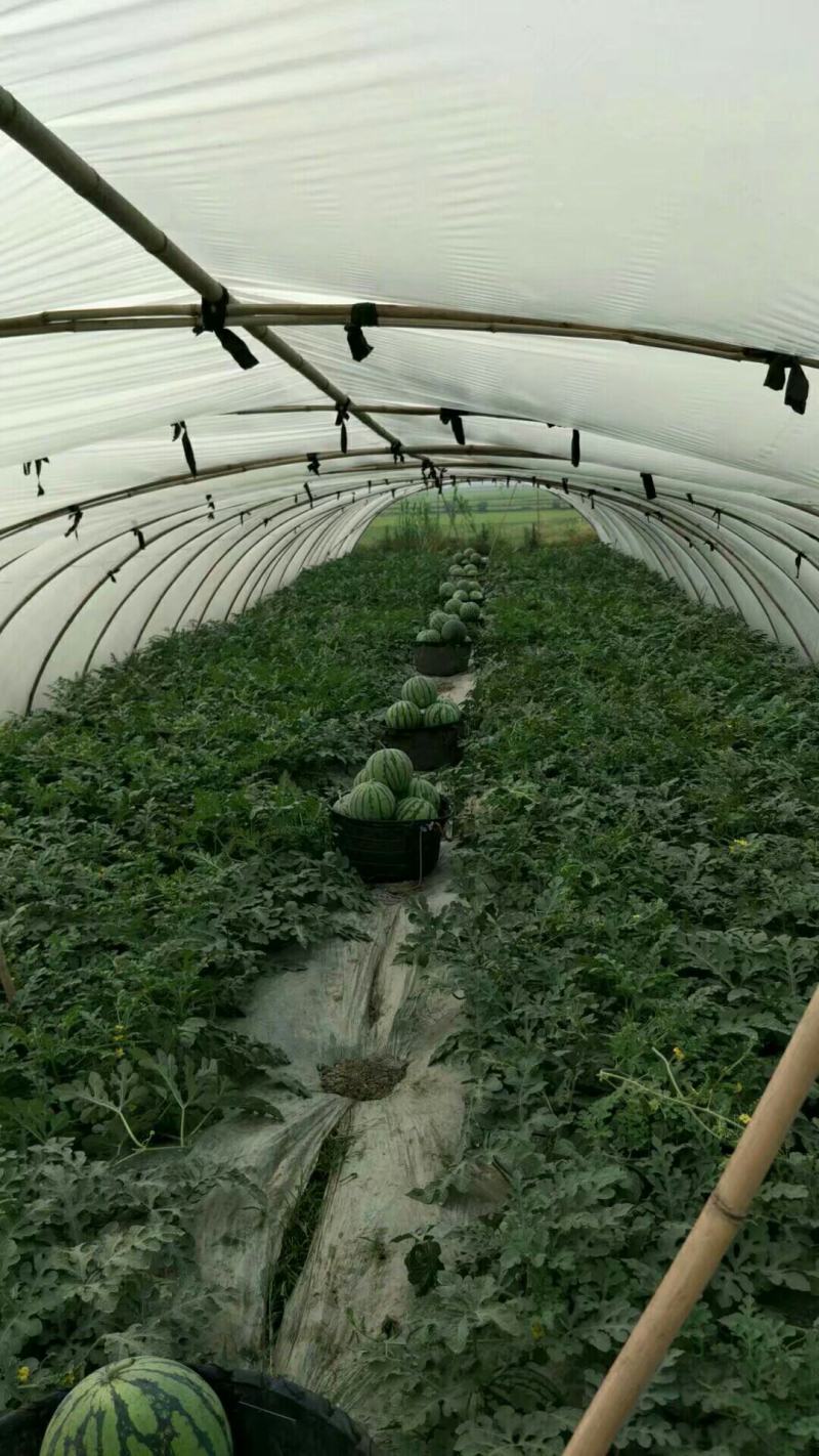 大棚西瓜美都二茬个头周正口感好皮薄大红基地直销