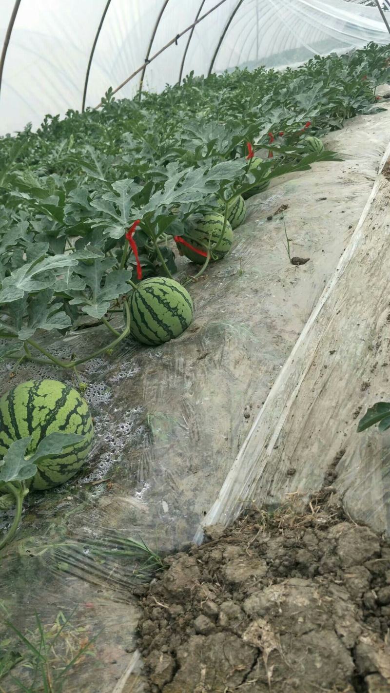 大棚西瓜美都二茬个头周正口感好皮薄大红基地直销