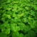 明日叶苗大苗日本八丈草苗咸草苗明日草苗