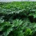 明日叶鲜叶明日草鲜品鲜茎叶八丈草鲜叶长寿草