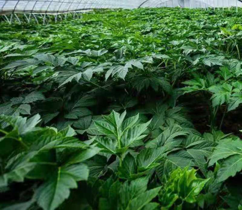 明日叶鲜叶明日草鲜品鲜茎叶八丈草鲜叶长寿草
