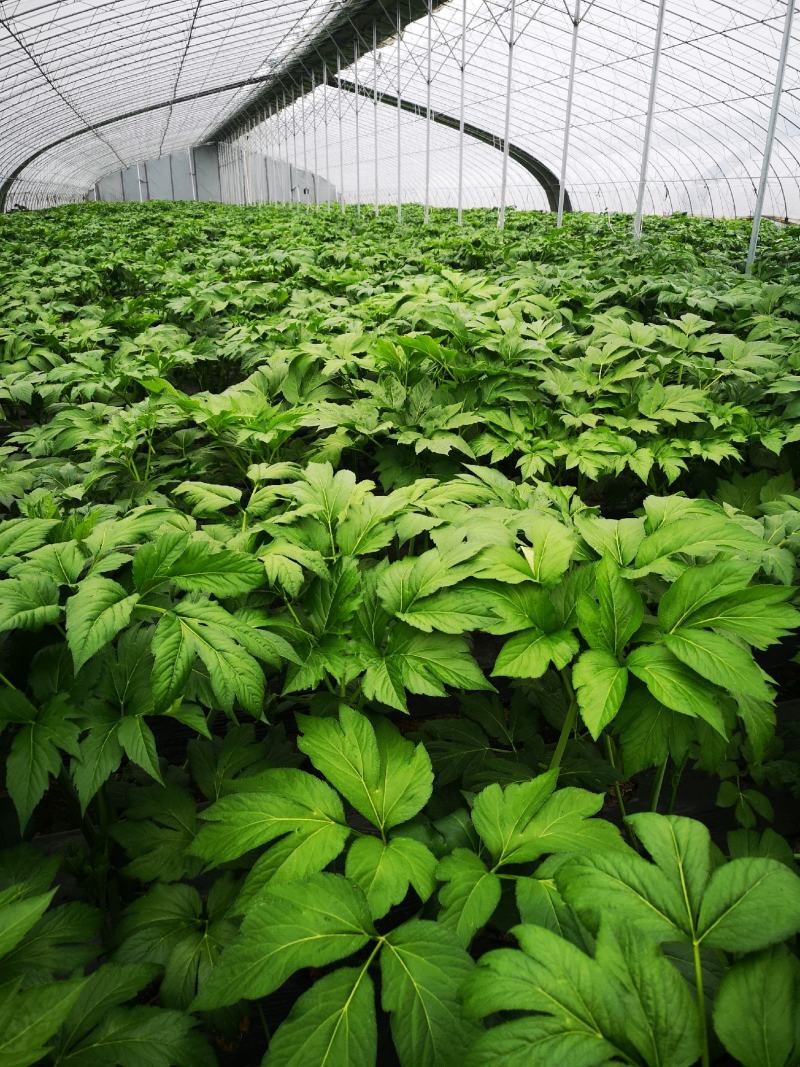 明日叶鲜叶明日草鲜品鲜茎叶八丈草鲜叶长寿草