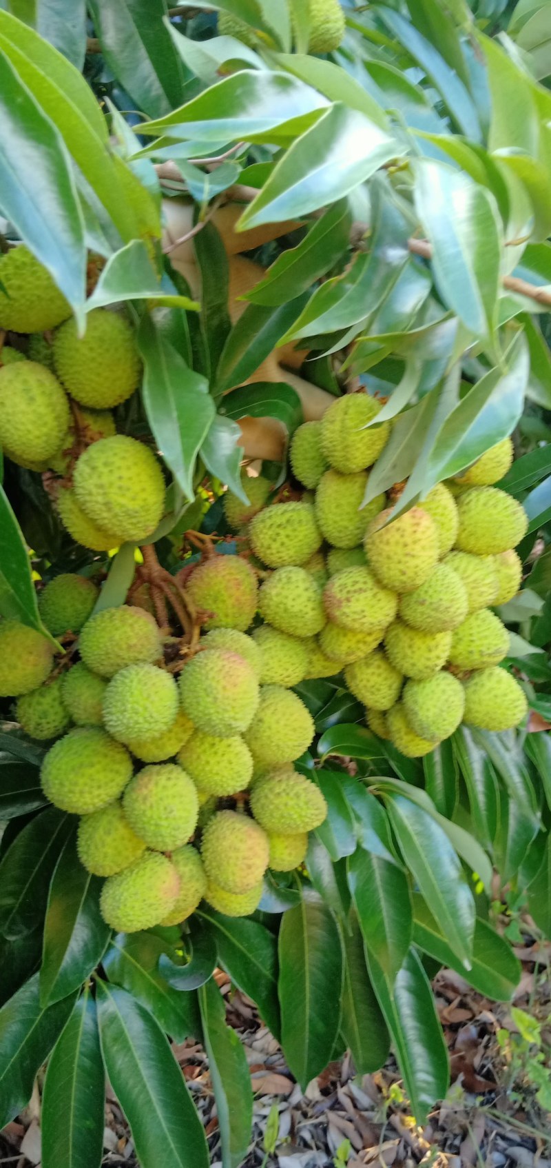 迎各大客商订购荔枝靓货，大量妃子笑