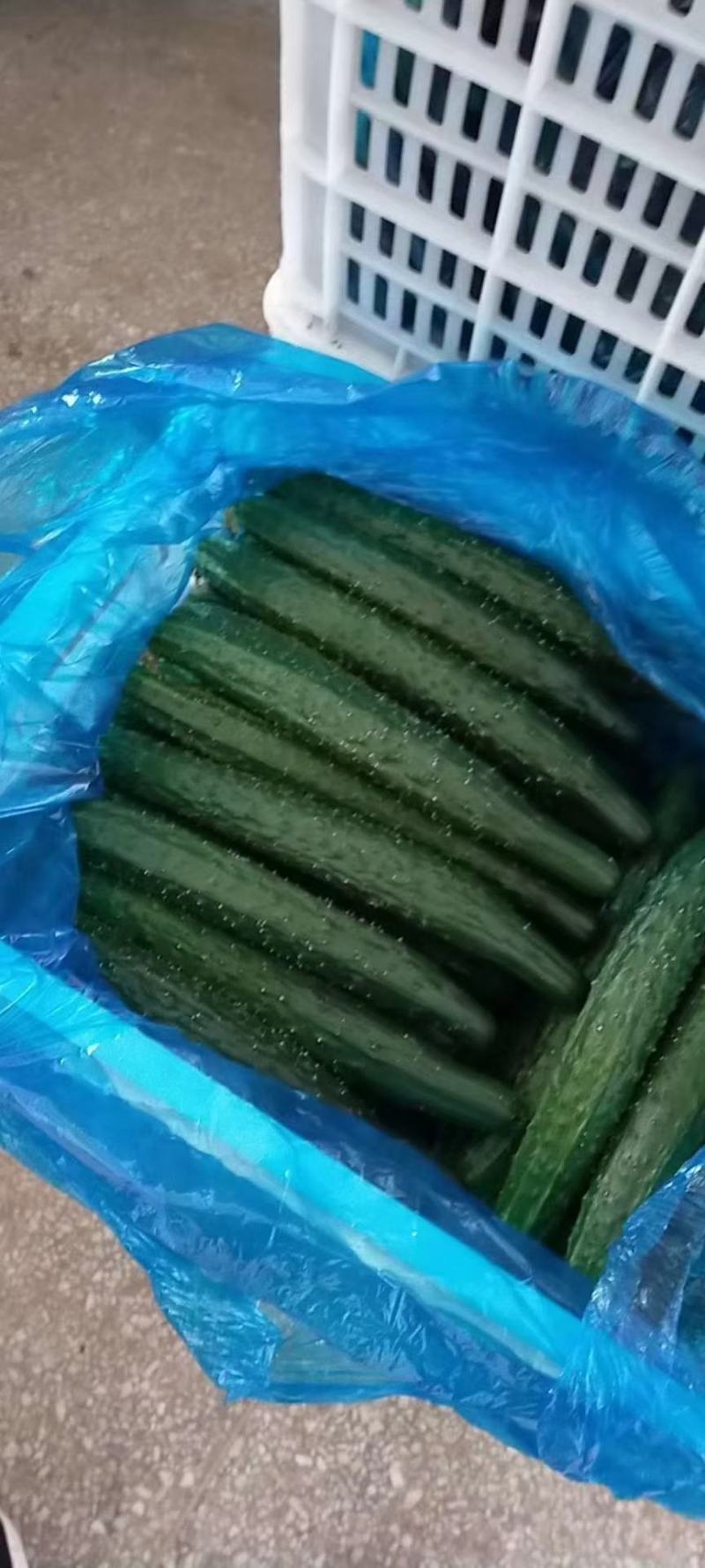万亩精品黄瓜基地，超市，市场，食堂产地直发现摘现发