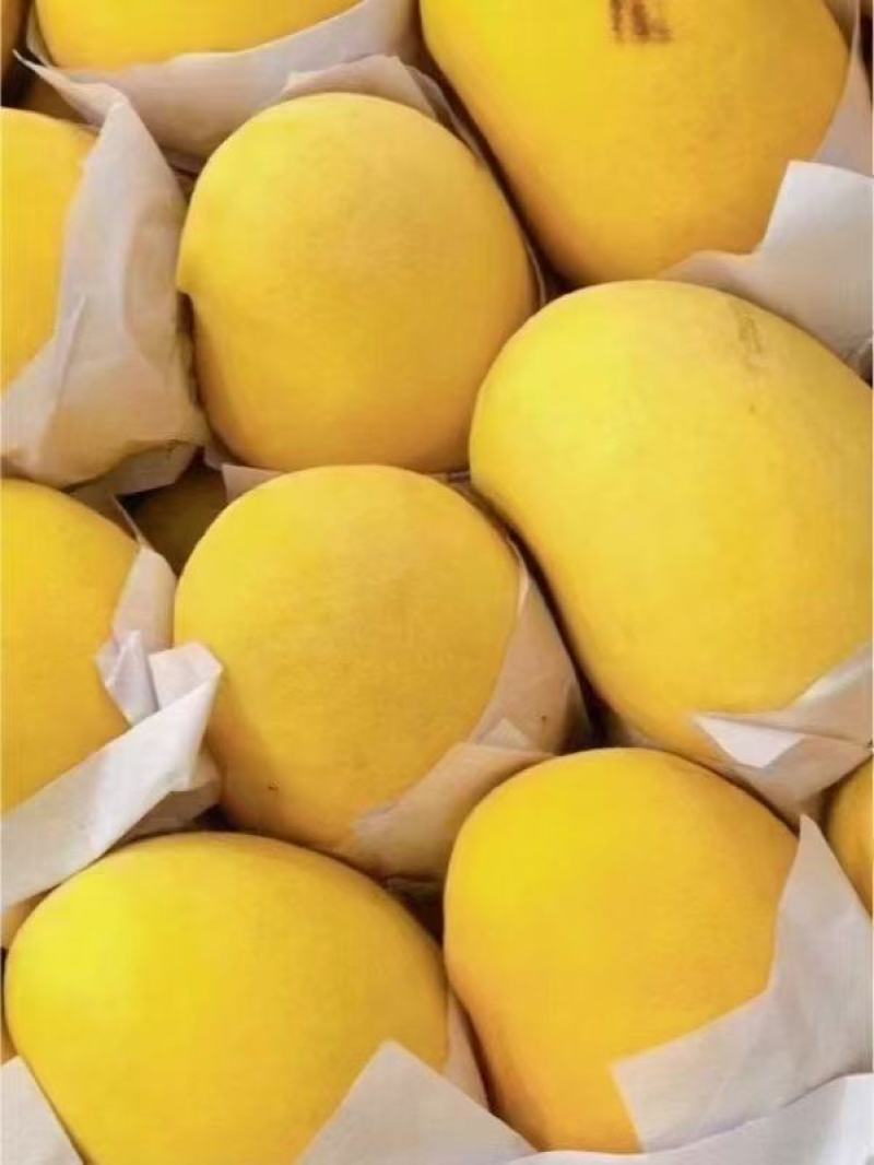 正宗缅甸进口套代圣德龙精品货
