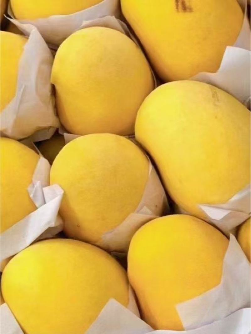 正宗缅甸进口套代圣德龙精品货