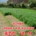 牧草种子