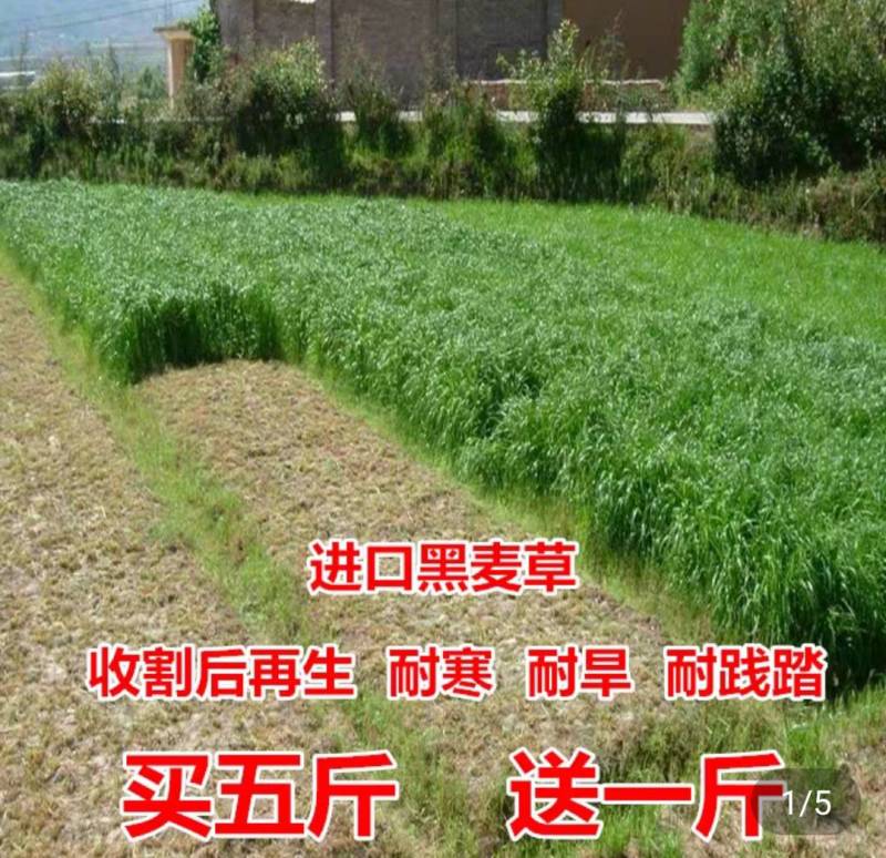 牧草种子
