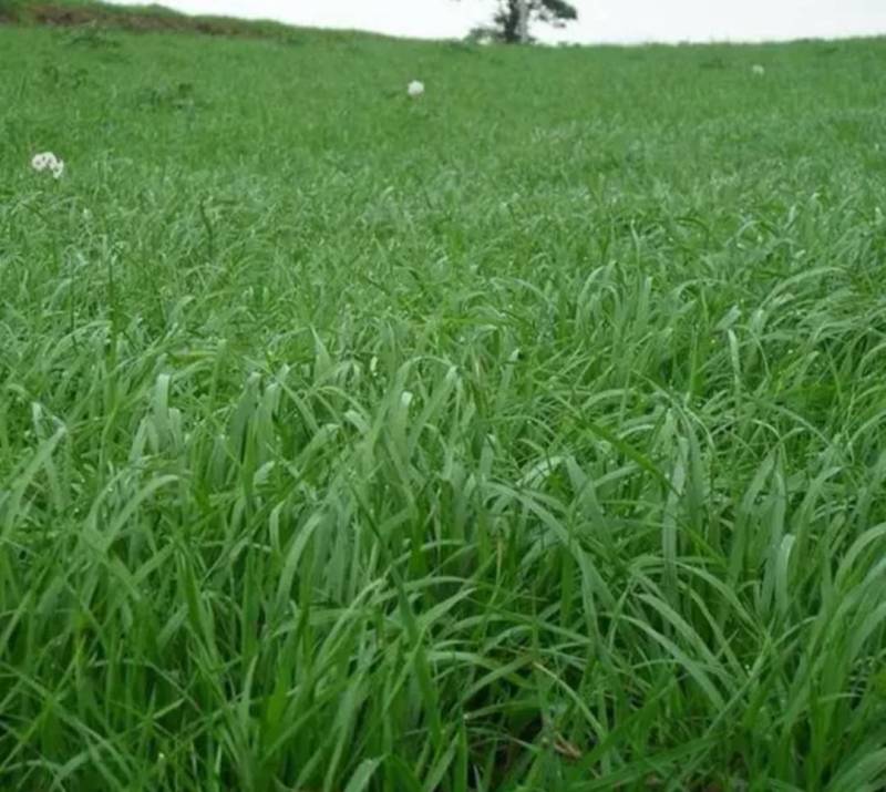 牧草种子