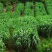 牧草种子