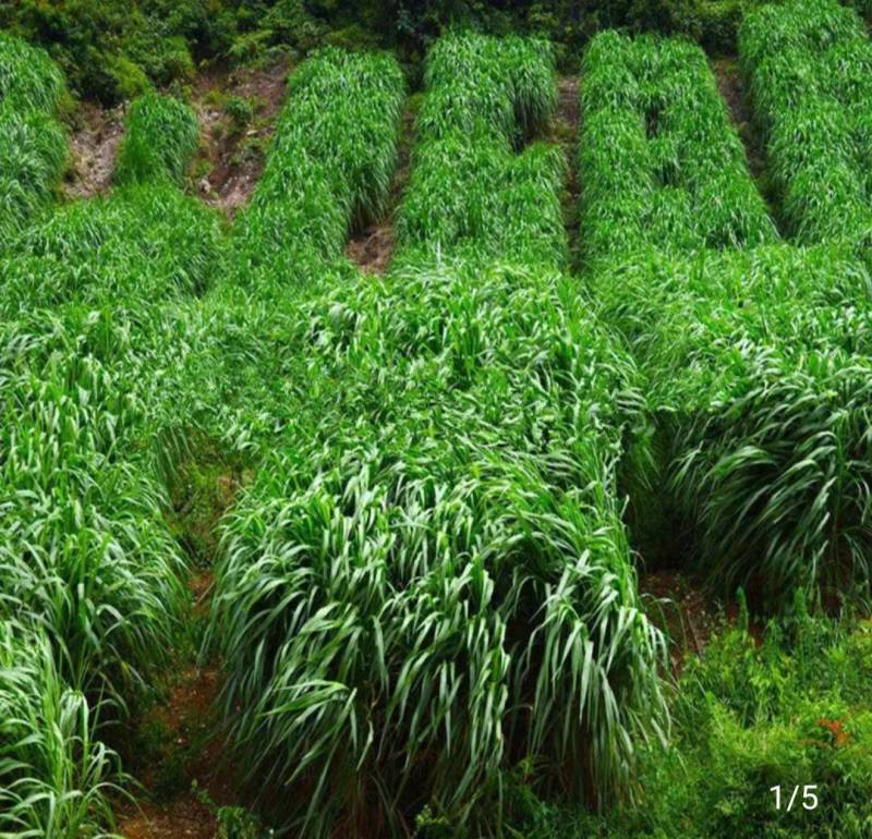 牧草种子
