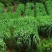 牧草种子