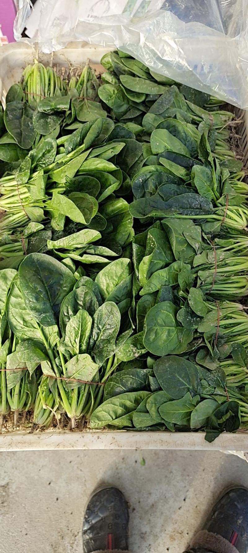 【菠菜】精品大叶菠菜常年供应大量上市量大优惠