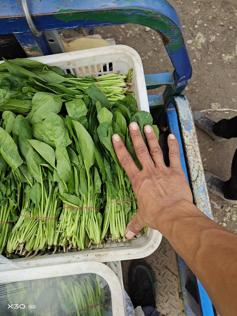 【菠菜】精品大叶菠菜常年供应大量上市量大优惠