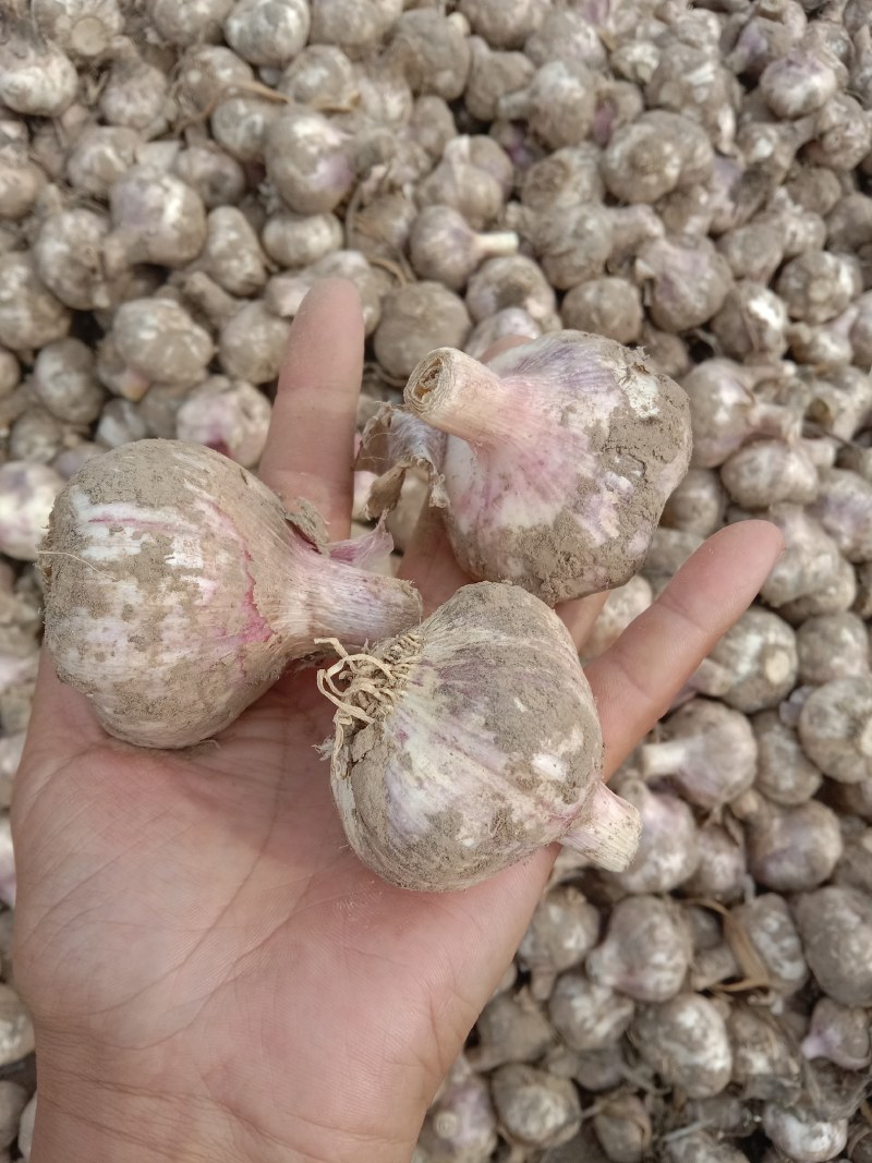大蒜大量上市
