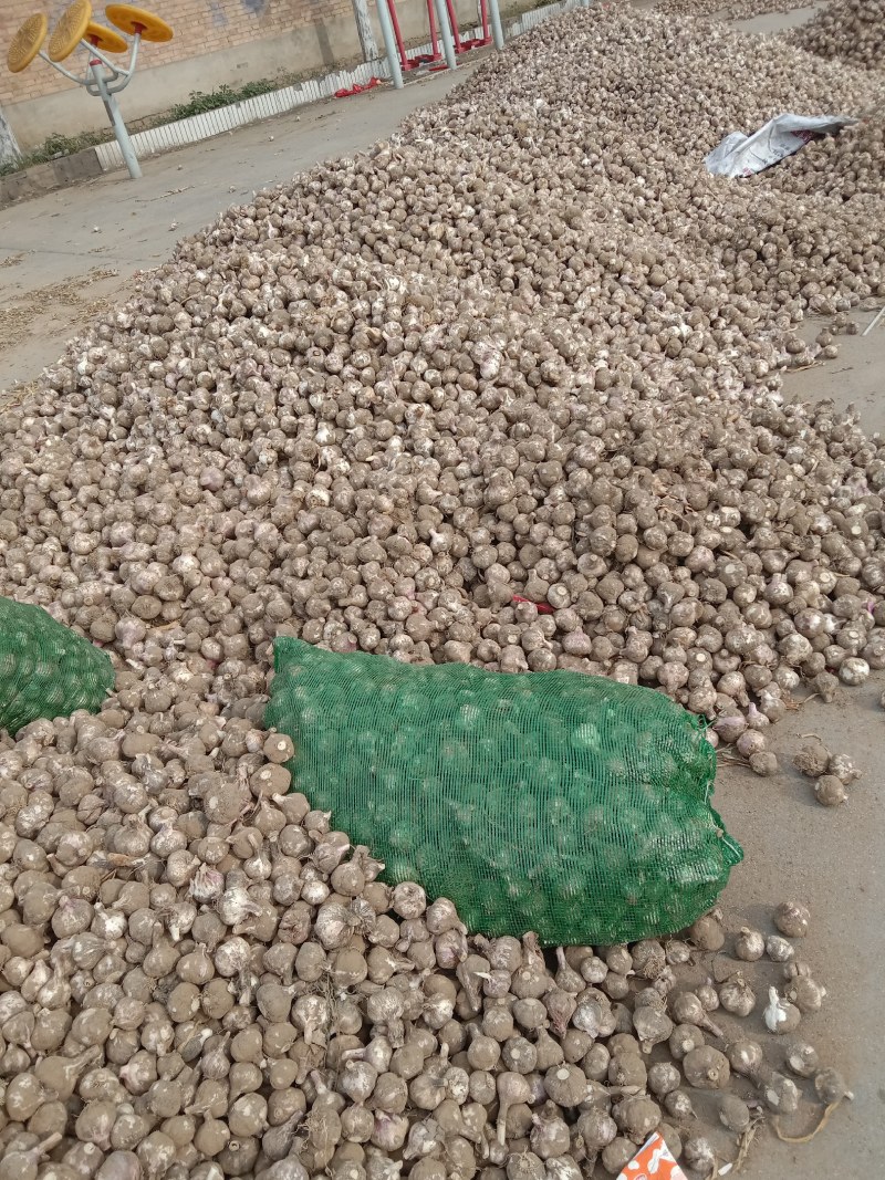 大蒜大量上市