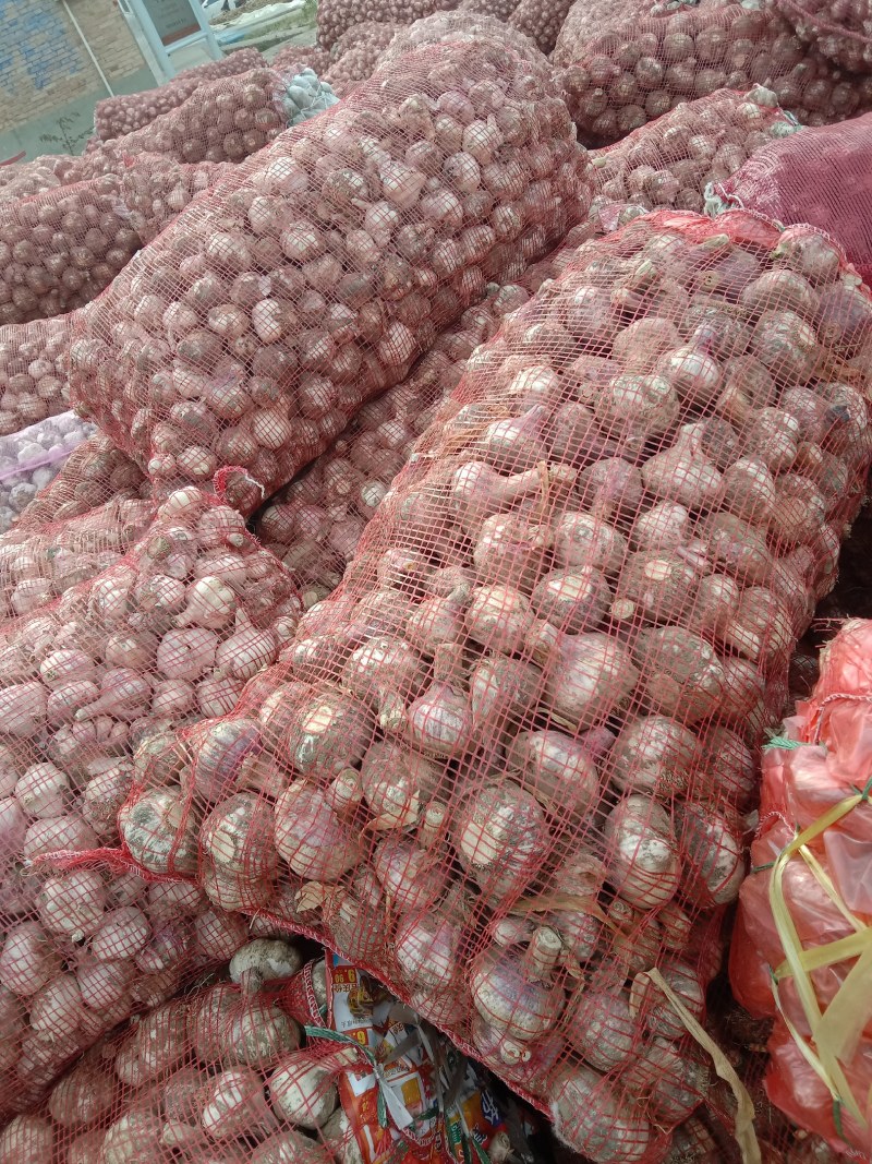 大蒜大量上市