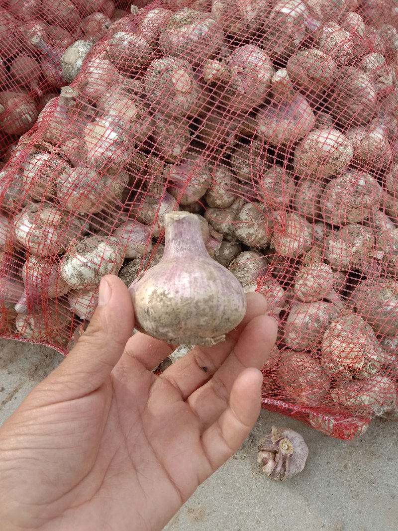 大蒜大量上市