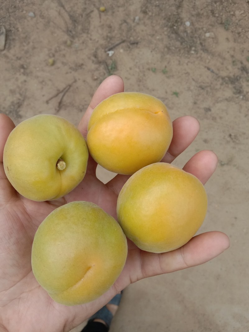 杏大量上市