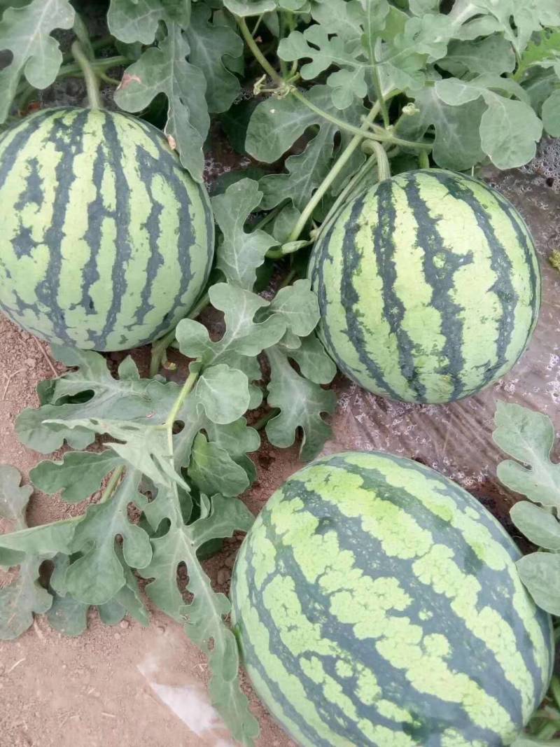 8424，夏宝，夏乐，甜蜜蜜麒麟西瓜，口感好，甜度好，